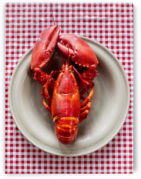 Lobster Portrait  by Kata Endrodi Photography