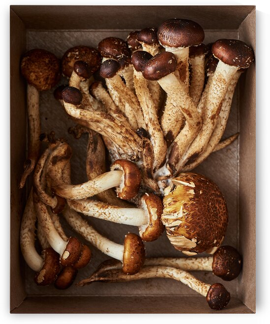 Chestnut mushrooms by Kata Endrodi Photography