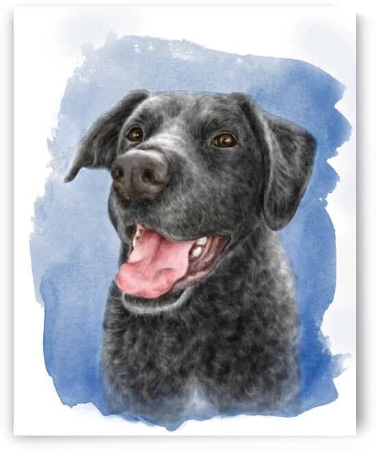 Black labrador retriever dog portrait by Kevin Miller Photography