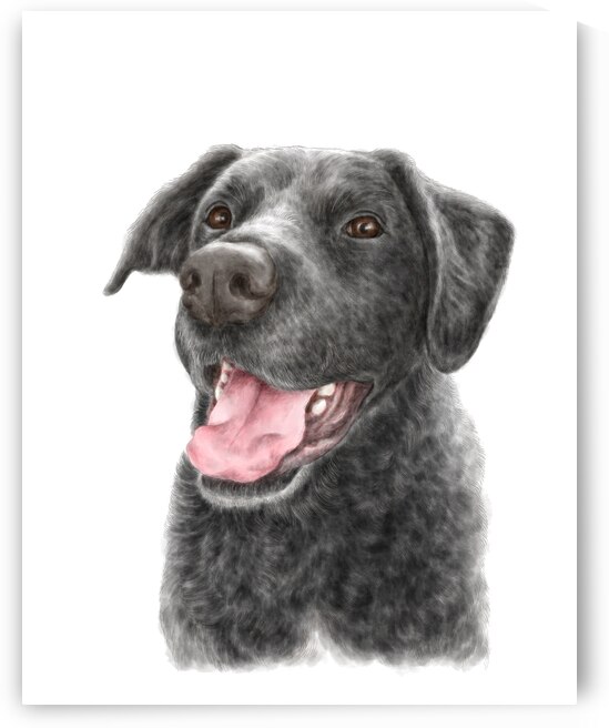 Black labrador retriever dog portrait by Kevin Miller Photography