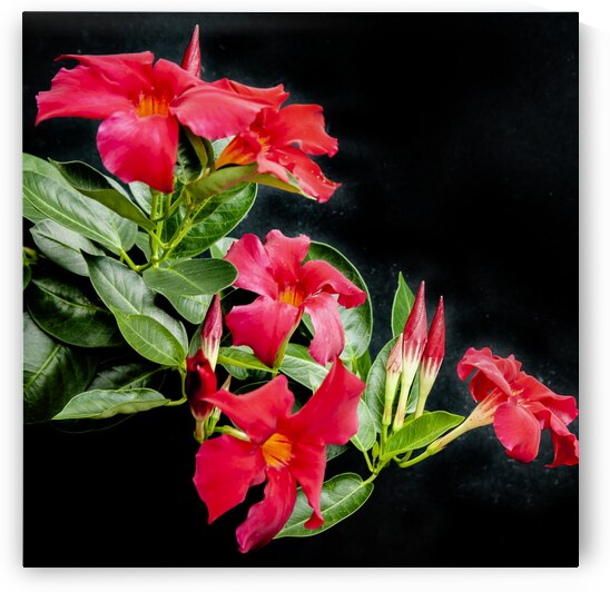 Red Mandevilla Flower Vine X 1 by Rich Franco