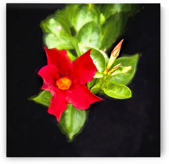 Red Mandevilla Flower Vine X 4 by Rich Franco