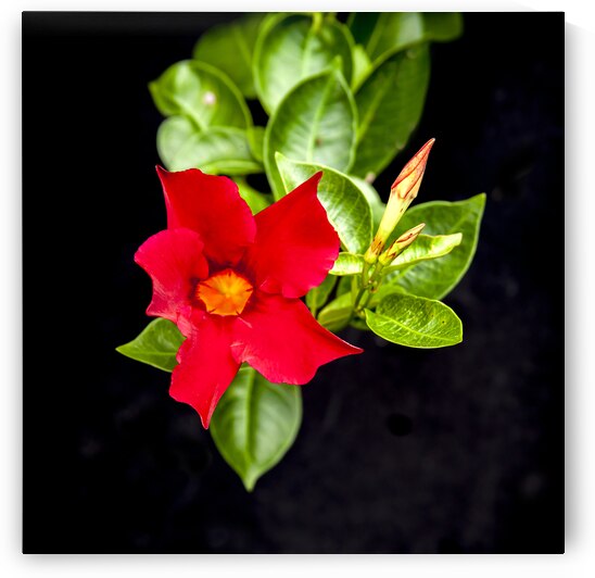 Red Mandevilla Flower Vine X 5 by Rich Franco