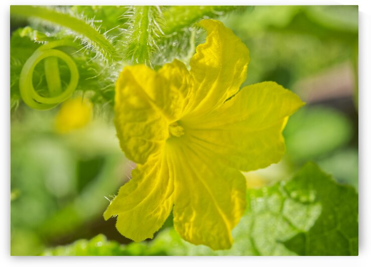 Yellow Cucumber Flower II by Iris H Richardson