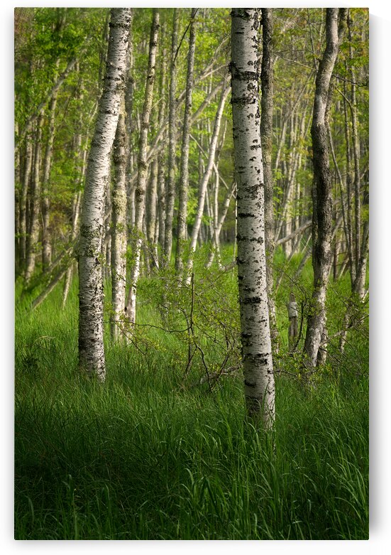 Morning Among The Birches by Rick Berk