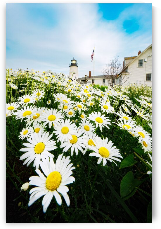 Daisies in Bloom at Pemaquid Point by Rick Berk