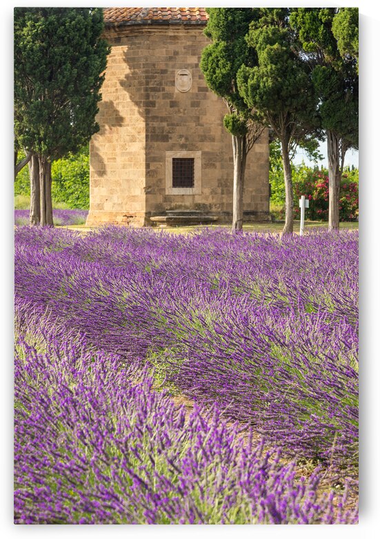 Lavender lines in Italy. Tuscany coutryside scenery landscape at by Paolo Modena
