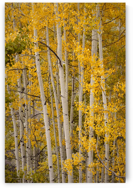 Aspens in the Fall by Images By Jon Evan
