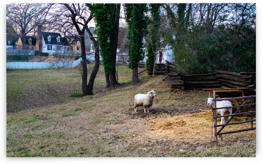 Colonial Williamsburg Sheep Farm by Norma Brandsberg Photography