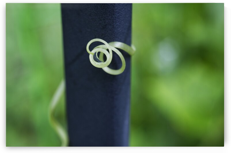 Cucumber Tendril Coiled around Black Steel by Iris H Richardson