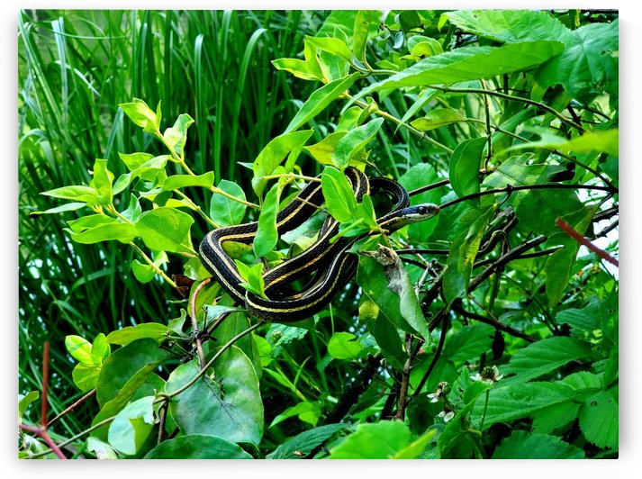 Snake on a Stick by The NC Geek