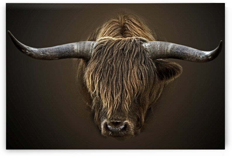 Shaggy Bull by B Zolle