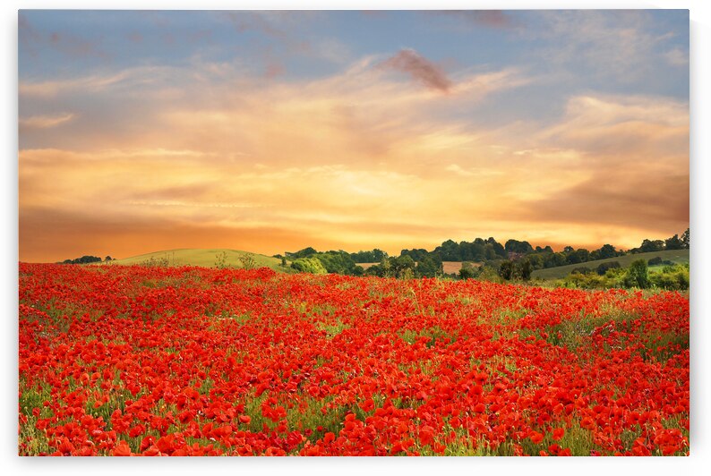 Sunset Over Poppy Field by Gill Billington