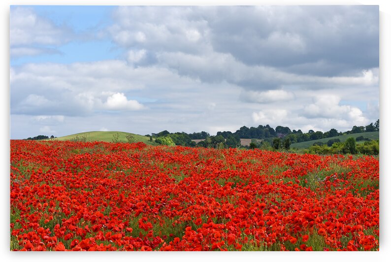 Poppy Field With Blue Sky by Gill Billington