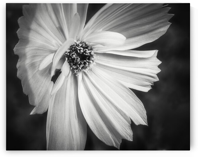Young Wildflower Black and White by Jason Fink