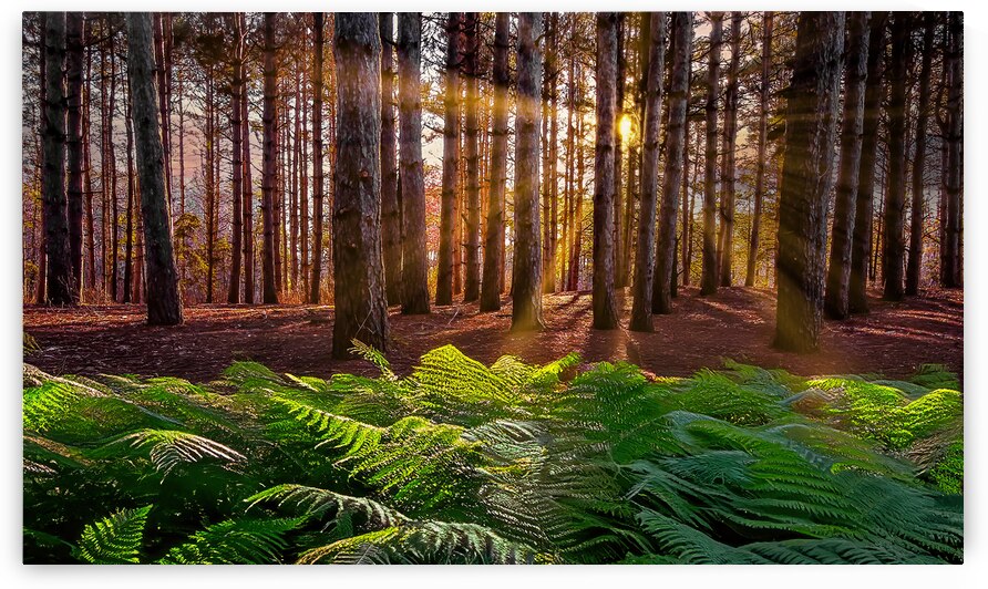 Morning light in the pines by Jim Radford