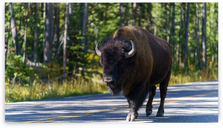 Yellowstone NP by Dubeyscape