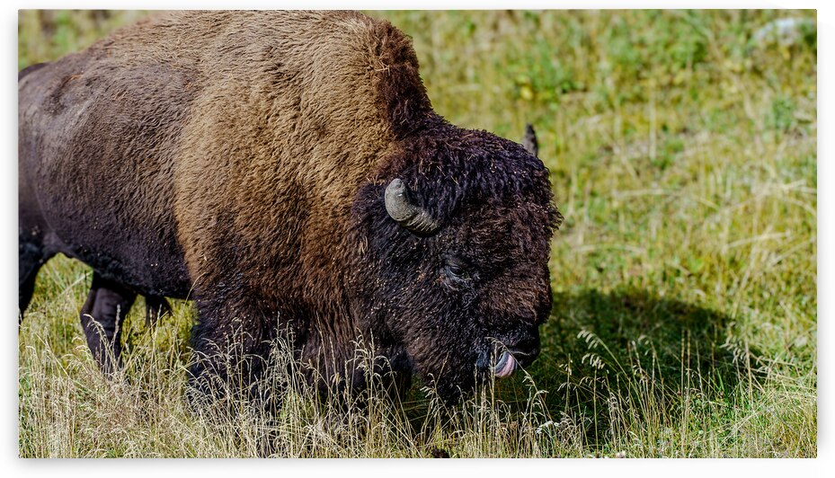 Yellowstone NP 2 by Dubeyscape
