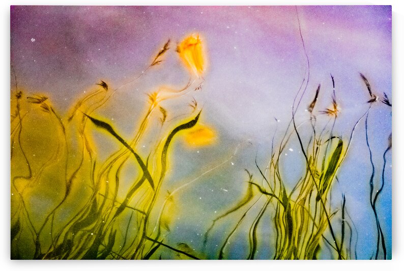 Star Dust IV by Reflective Photography