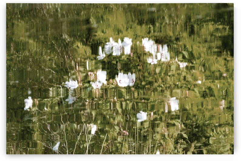 White Hibiscus IV by Reflective Photography