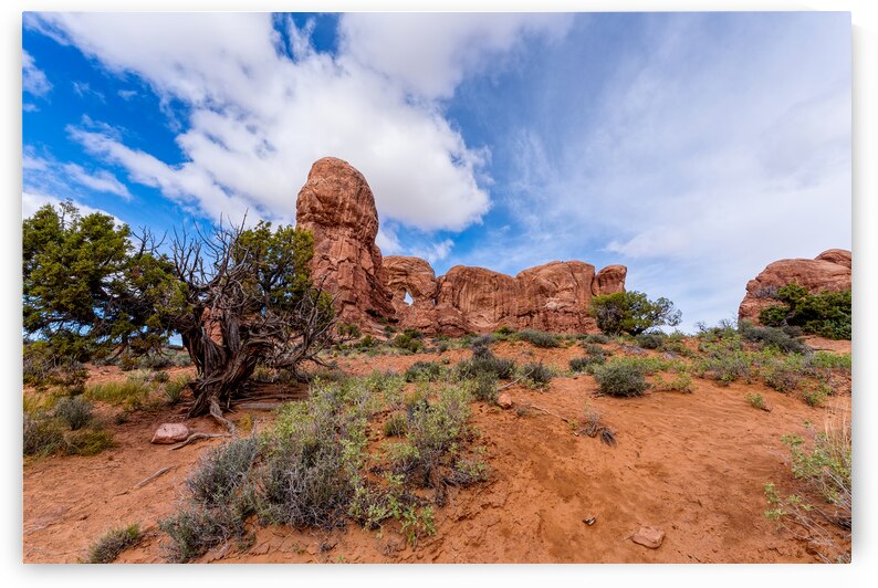 Arches Parade Of Elephants Utah by Jennifer White