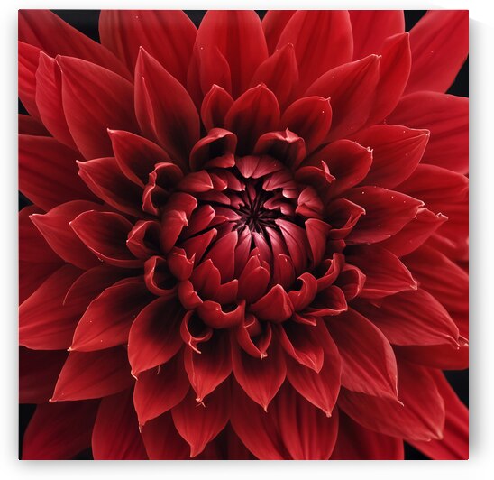 Scarlet Red Dahlia  by Modern Wall Artwork