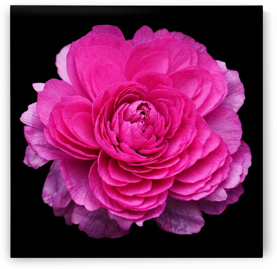 Stunning Ranunculus  by Modern Wall Artwork