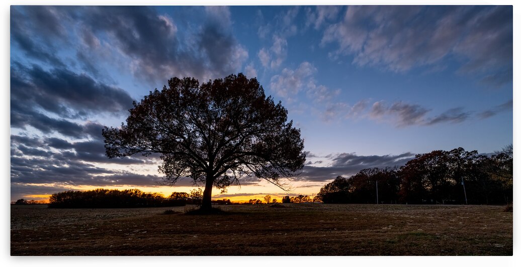 Autumn Oak Tree Sunset Pano by Jennifer White