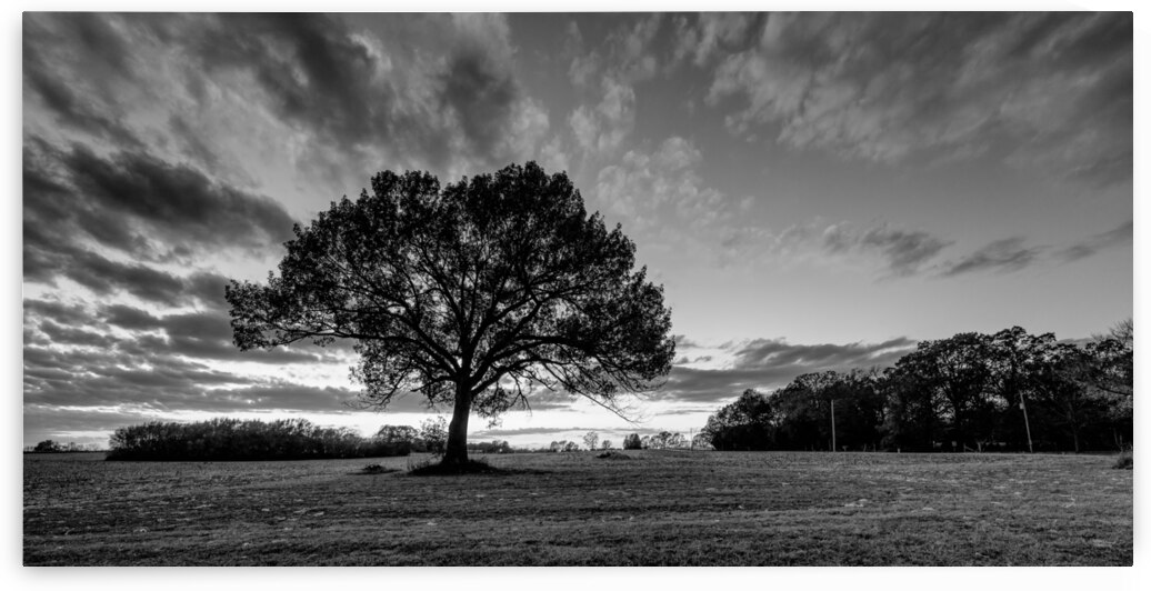 Autumn Oak Tree Sunset Pano Grayscale by Jennifer White