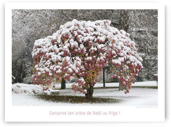 UN ARBRE DANS LA COUR DU SURGELE by Francis Pelletier