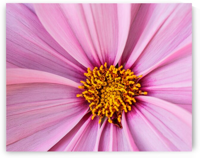 The Centre by Pat Campbell