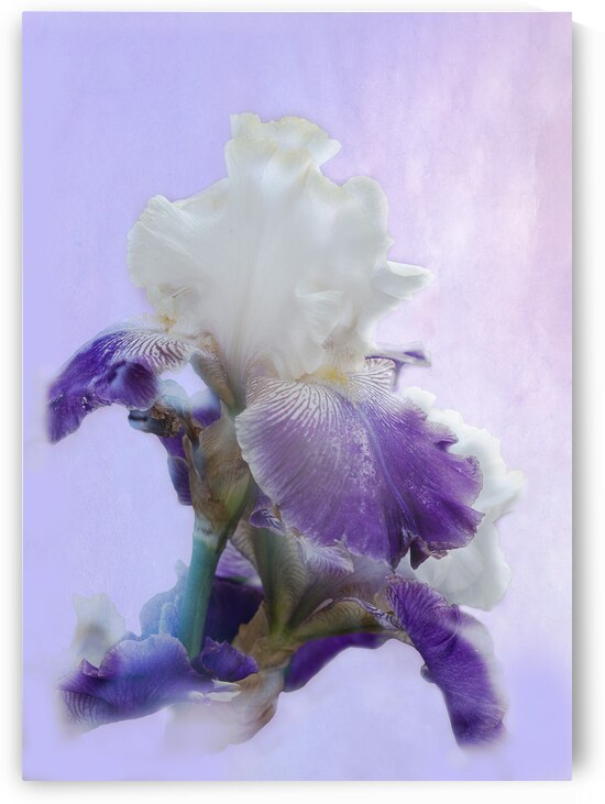 Purple Iris by Pat Campbell