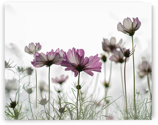 Cosmo by Pat Campbell