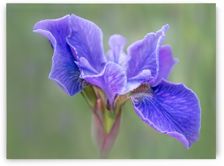 Iris by Pat Campbell