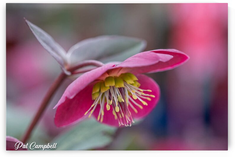Lenten Rose by Pat Campbell