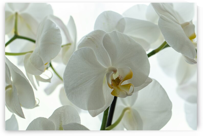 Orchid by Pat Campbell