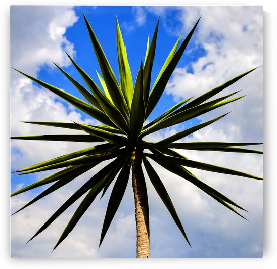 Yucca plant Spanish Bayonet 130 by Rich Franco