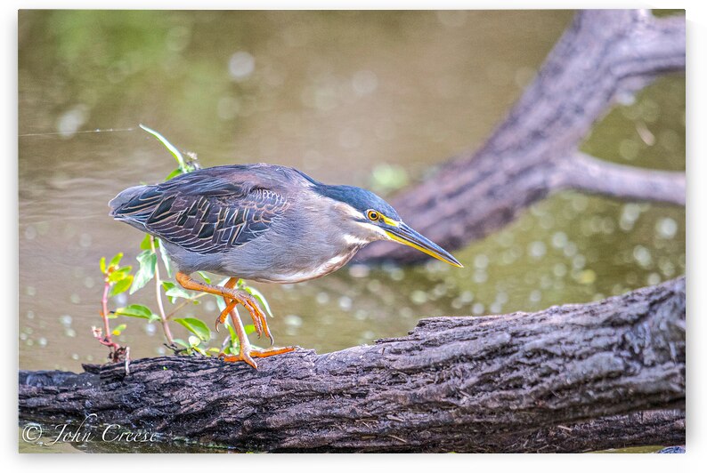 Green Heron by JohnCreesePhotography