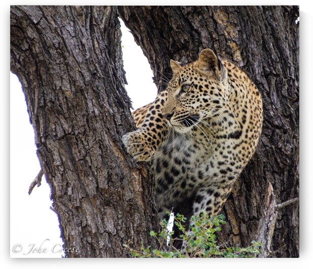Leopard in Tree Fork by JohnCreesePhotography