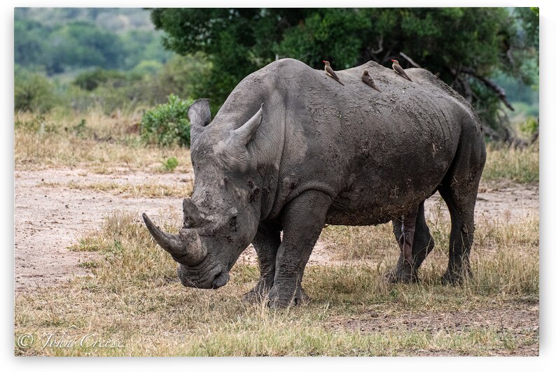 Rhino by JohnCreesePhotography