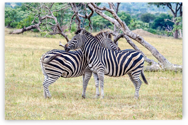 Zebras by JohnCreesePhotography