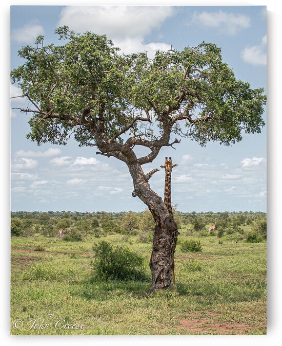 Giraffe by JohnCreesePhotography