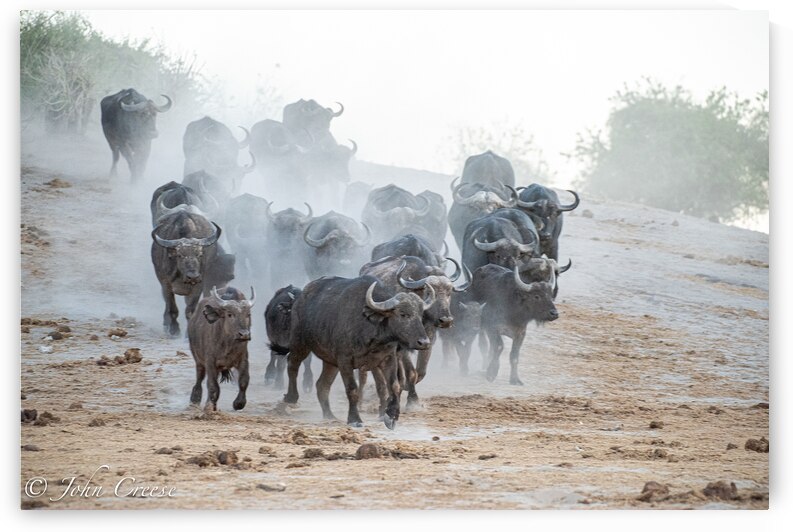 Buffalo by JohnCreesePhotography