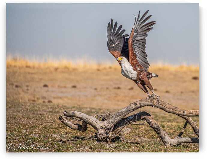 African Fish Eagle by JohnCreesePhotography
