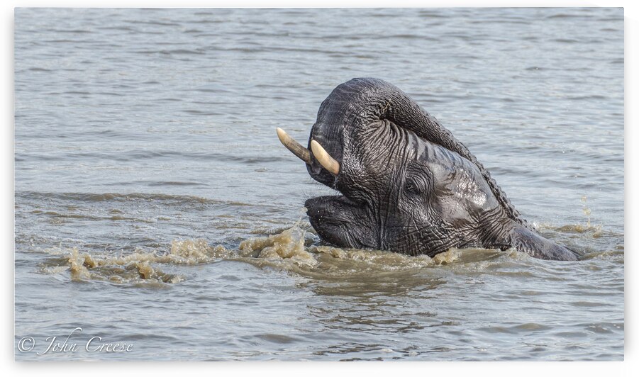Elie Bath Time by JohnCreesePhotography
