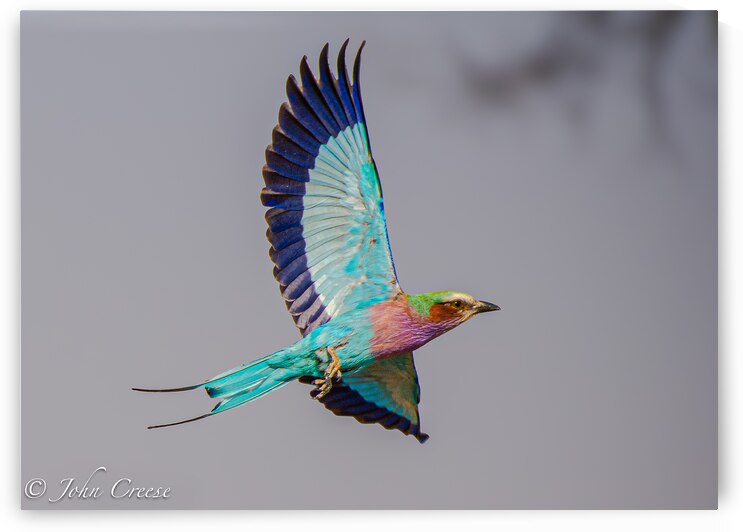 Lilac Breasted Roller by JohnCreesePhotography