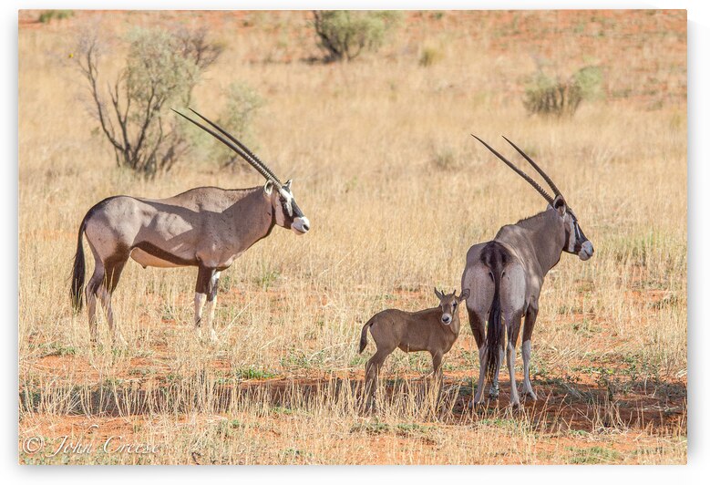 Gemsbok by JohnCreesePhotography