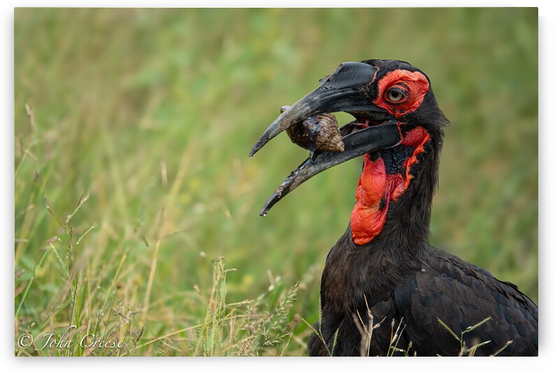 Southern Ground Hornbill by JohnCreesePhotography