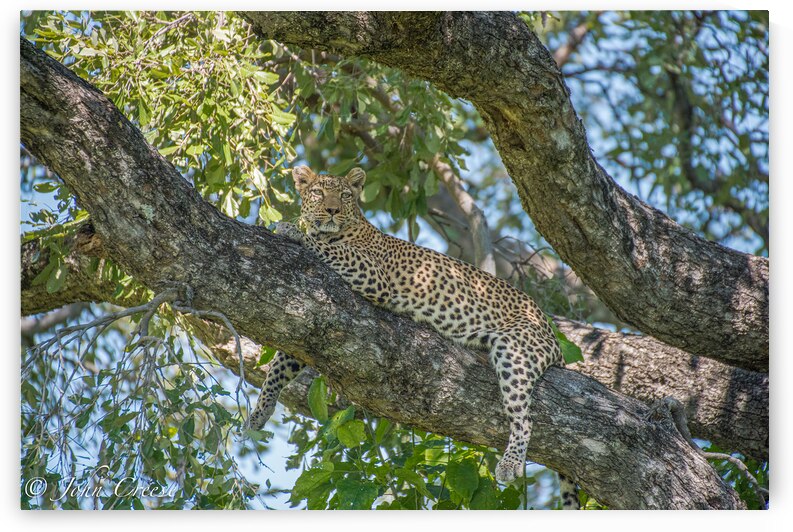 Leopard at Rest by JohnCreesePhotography