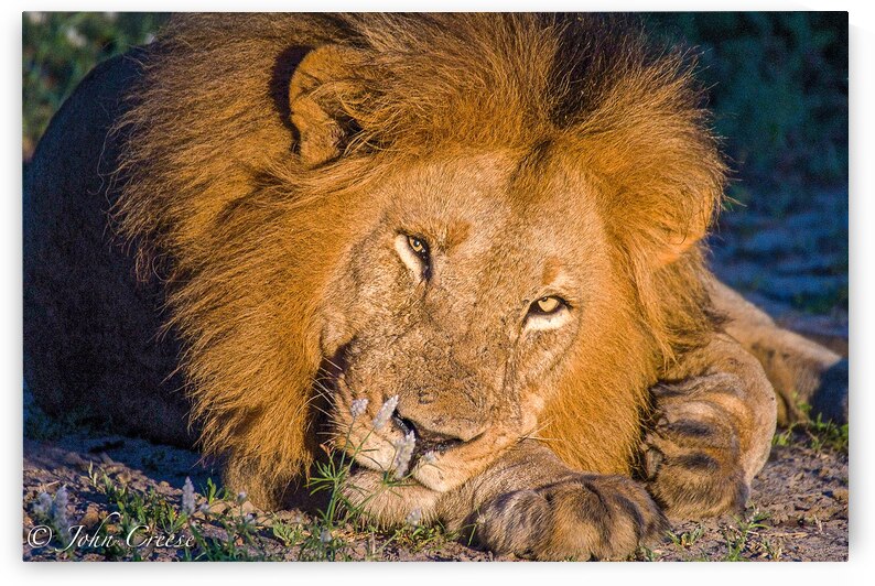 Lion KIng by JohnCreesePhotography